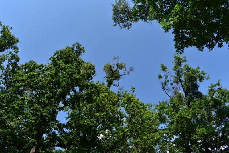 Duby napadnuté imelovcom európskym 