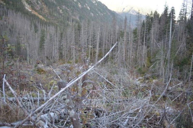 Toto je výsledok ochranárskeho, nie lesníckeho rozhodnutia v TANAP-e 