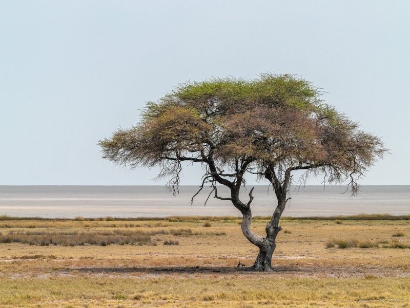 Ak&aacute;cia v africkej savane