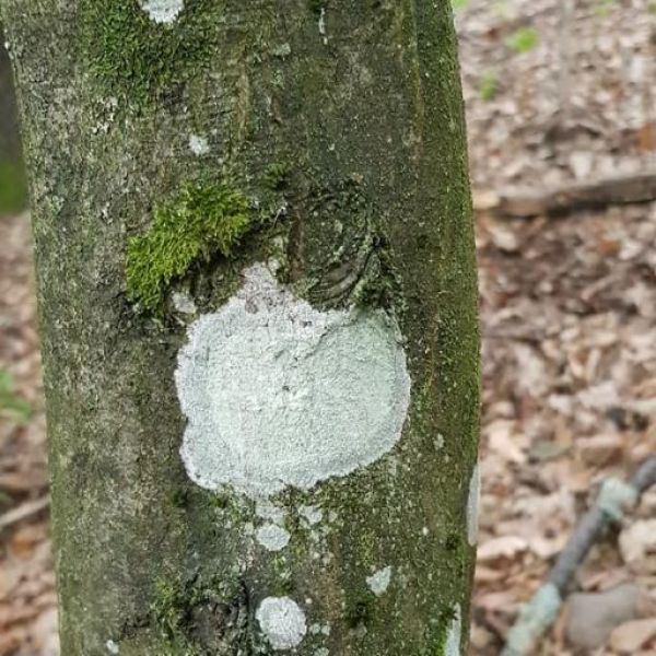 Jedna z fotografi&iacute; s "vybodkovan&yacute;m" stromom na vyťaženie