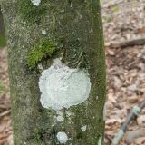 Jedna z fotografi&iacute; s "vybodkovan&yacute;m" stromom na vyťaženie