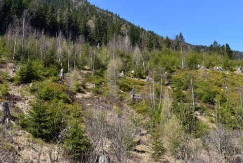 Lesníkmi obnovené kalamitné plochy v TANAP-e s deviatimi druhmi drevín 