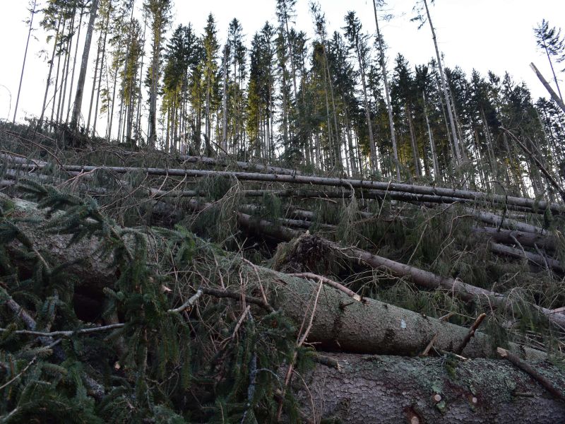 Vetrov&aacute; kalamita