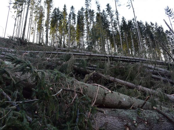 Vetrov&aacute; kalamita