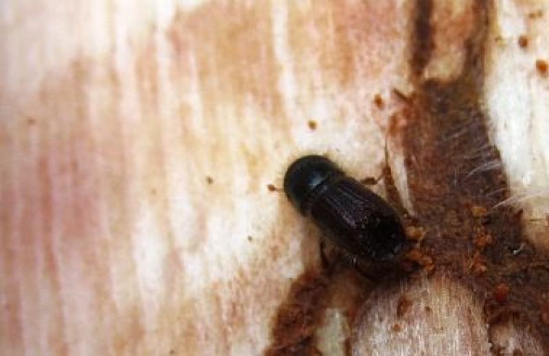 Bájka o lykožrútovi