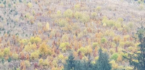 Jesenný farebný pohľad na zalesnené kalamitné plochy pri Nižnej Boci