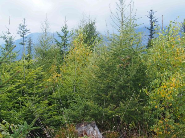 Ilustračné foto: Ing. Ivan Šoltys