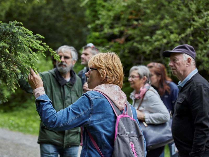 Komentovan&aacute; dendrologick&aacute; prehliadka 