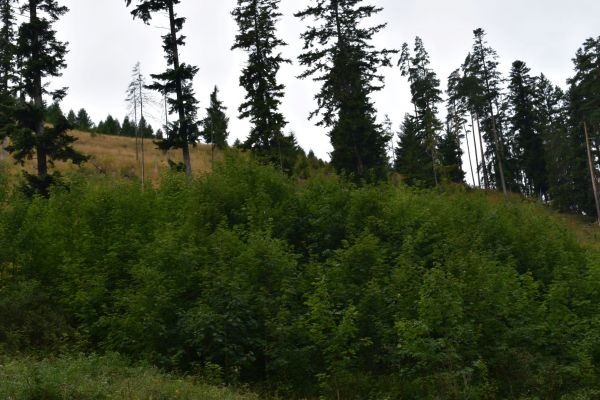 Vit&aacute;lne zmladenie javora horsk&eacute;ho na obnovovan&yacute;ch kalamitn&yacute;ch ploch&aacute;ch v lesoch Spi&scaron;sk&eacute;ho biskupstva