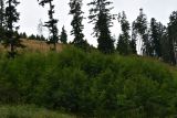 Vitálne zmladenie javora horského na obnovovaných kalamitných plochách v lesoch Spišského biskupstva