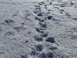 Vlčie stopy v snehu na Gemeri 