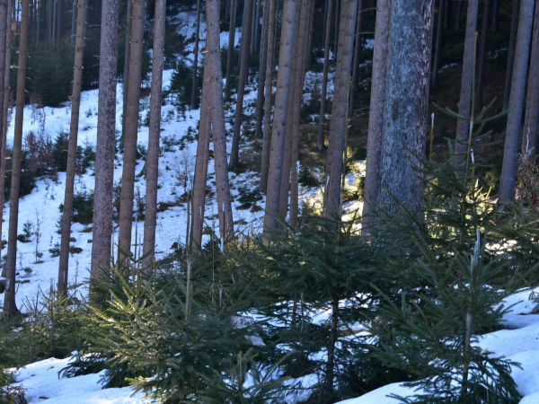 Ilustračné foto: Jozef Marko 