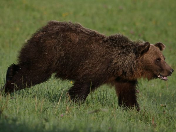 Ilustračné foto: Ing. Pavol Lenko 