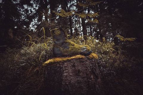 Víťazná fotografia Jozefa Kovalíka - Stopa lesného času 