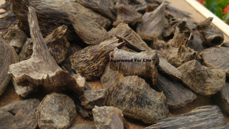 Agarov&eacute; drevo