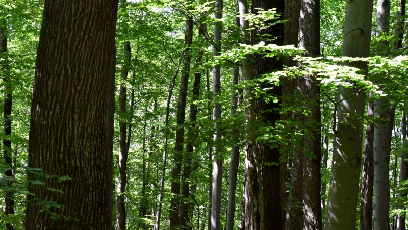 Ilustračné foto: Jozef Marko 