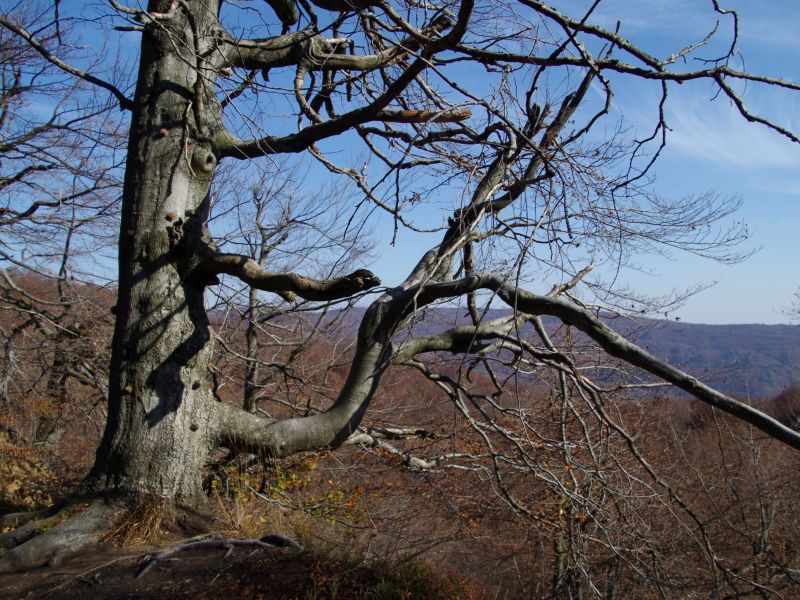 Bukové lesy na hrebeni Polonín 