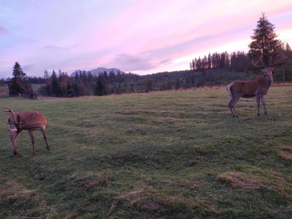 Chov jelenej zveri vo zvernici v Tatranskej Javorine 