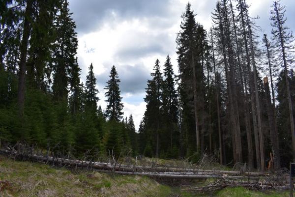 Dve tv&aacute;re Mur&aacute;nskej planiny: vľavo hospod&aacute;rske lesy a vpravo lesy v pr&iacute;rodnej rezerv&aacute;cii....