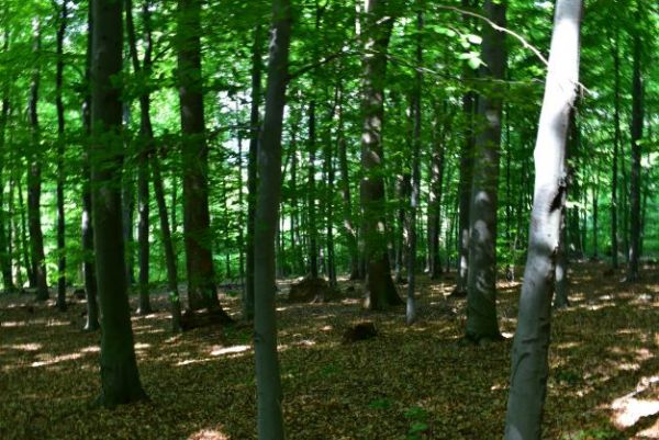 Ilustračn&eacute; foto Jozef Marko