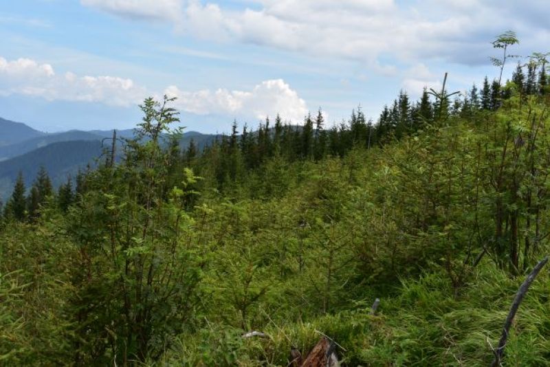 Výsledok lesníckej práce pri obnovej kalamitných plôch na Čertovici pomáhajú meniť názor spoločnosti na lesníctvo 
