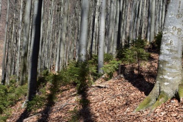 Ukážka porastov, obhospodarovaných LPM Ulič