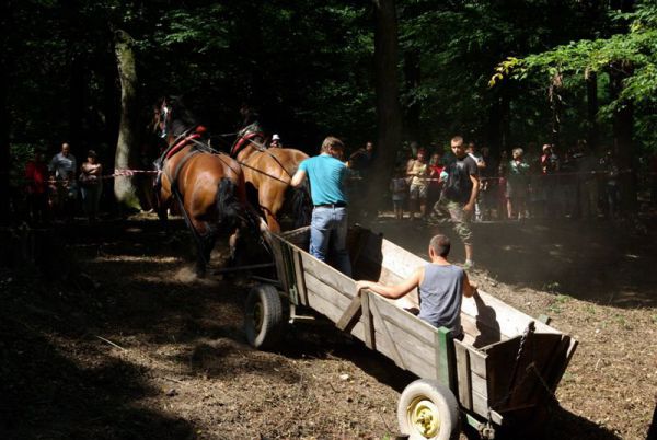 Kon&iacute;ky sa predved&uacute; v k&uacute;peľnom lese