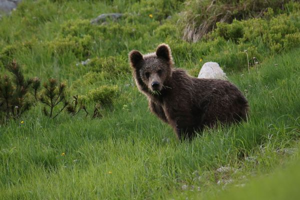 Ilustračné foto: Ing. Pavol Lenko 