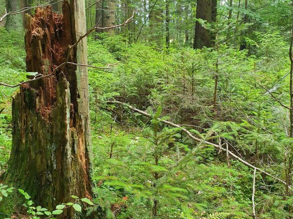 Foto: Ing. Milan Ovseník 