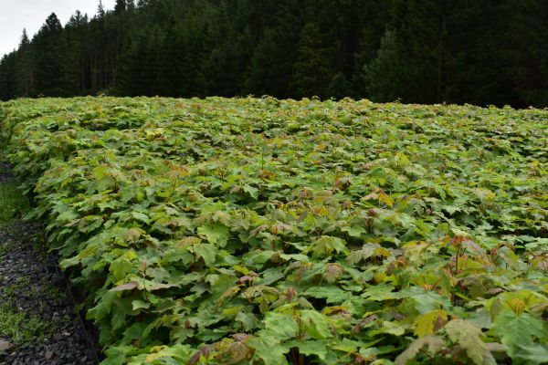 Ilustračn&eacute; foto Jozef Marko