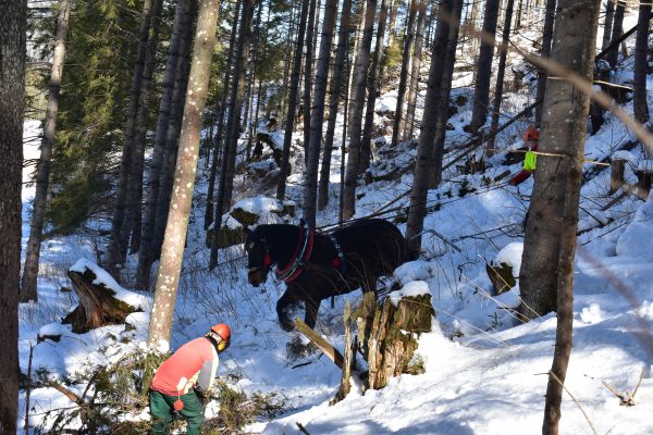 Ilustračn&eacute; foto Jozef Marko
