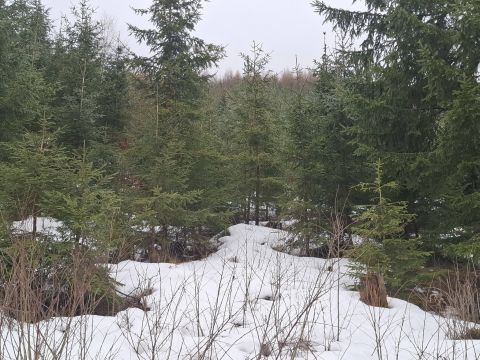 Mladé lesné porasty na Čertovici 