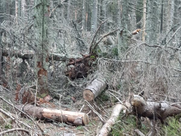 Such&aacute; drevn&aacute; hmota v bezz&aacute;sahu 