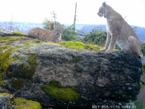 Rysy v Krušných horách 