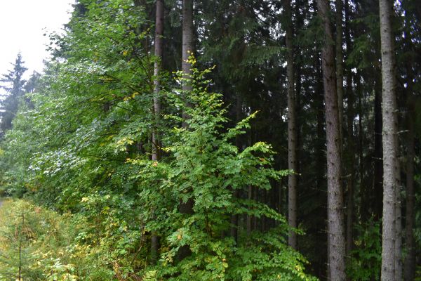 Ilustračné foto: Jozef Marko 