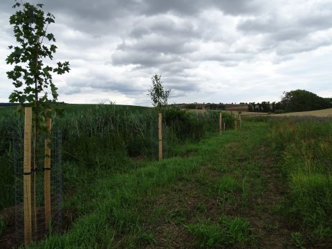 Výsadba pri Lovčickom potoku 