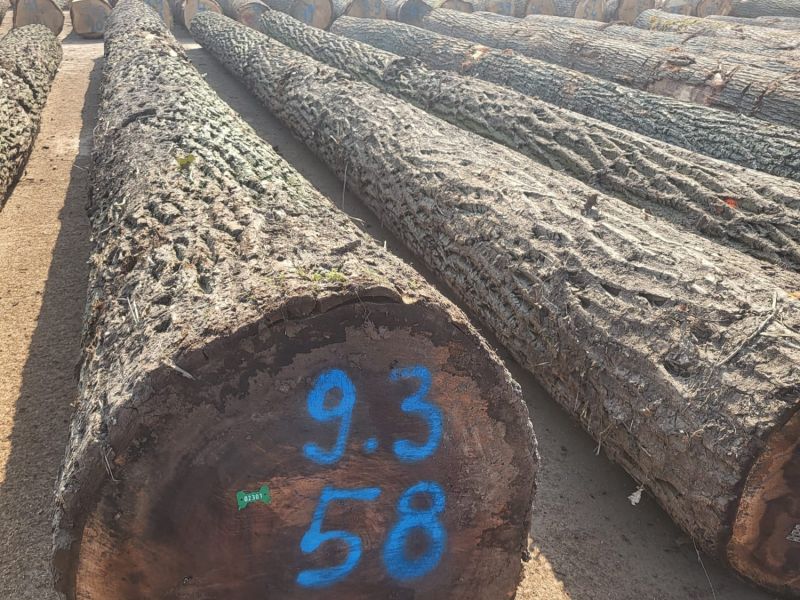 Rekordn&yacute; v&yacute;rez orecha čierneho na dražbe 