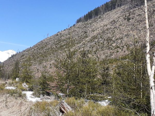 Obnoven&aacute; kalamitn&aacute; plocha v Jamnickej doline