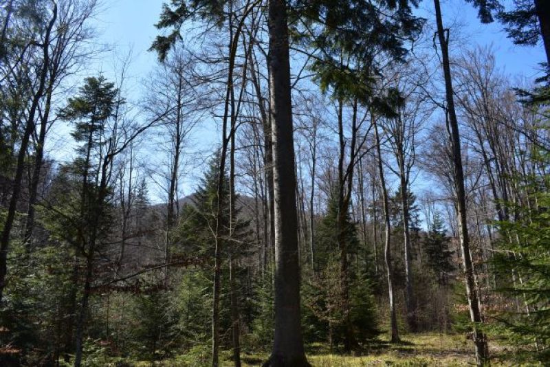  Lesné porasty v LPM Ulič