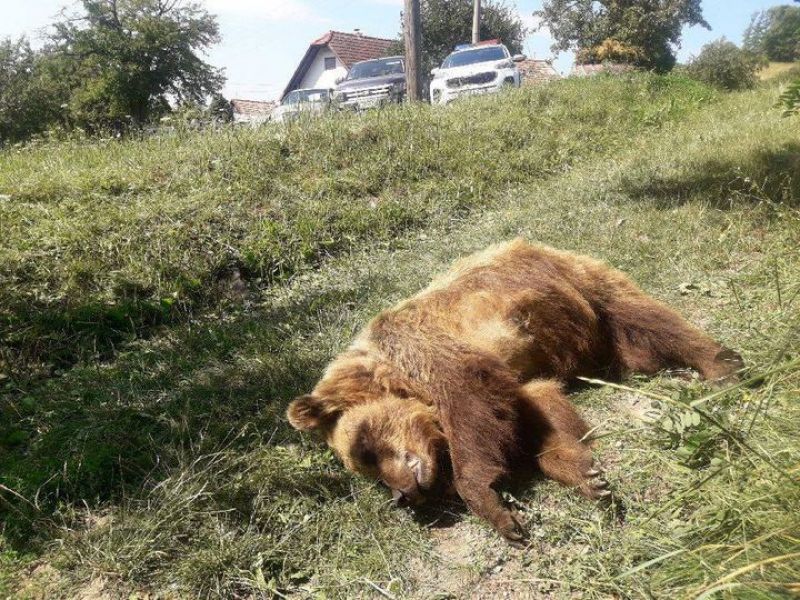 Uhynutá medvedica v obci Dúbravy