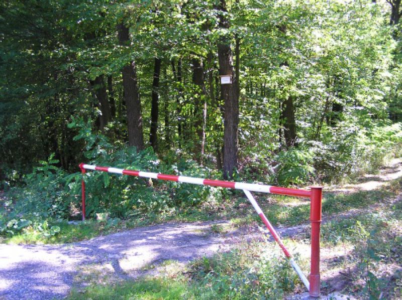 Mesto si chce spravovať lesy