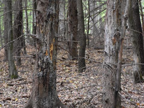 Zdroj: Internetová stránka LESY SR 