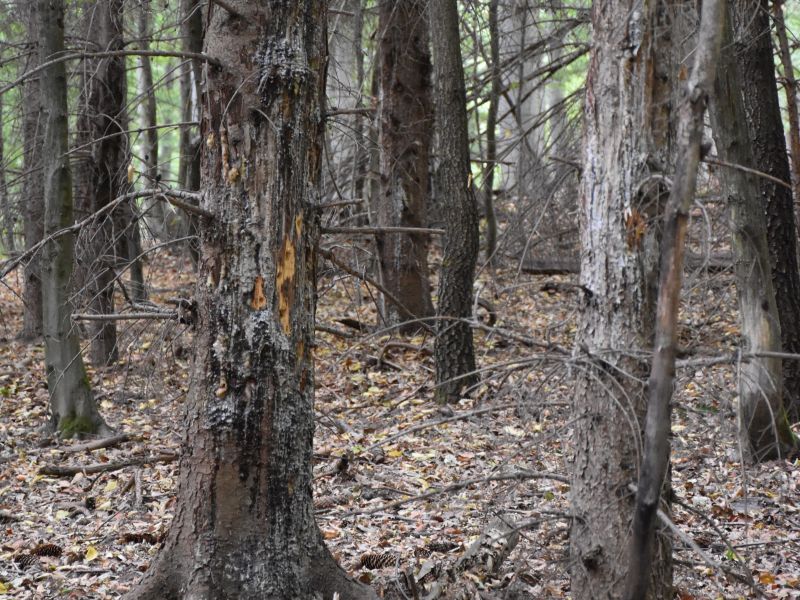 Zdroj: Internetov&aacute; str&aacute;nka LESY SR 