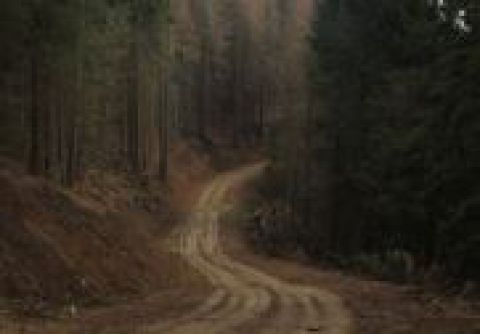 Lesné cesty postavili nelegálne
