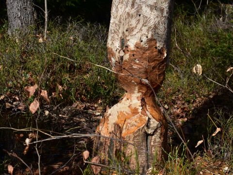 Strom ohryzený bobrom 