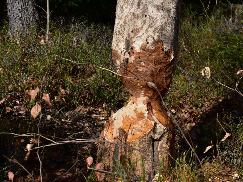 Strom ohryzen&yacute; bobrom 