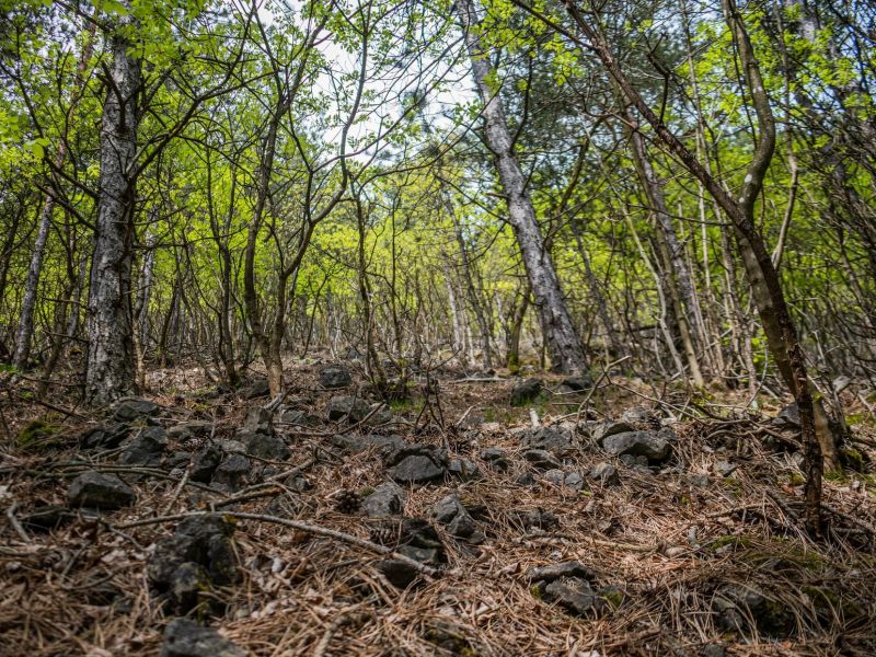 Významné lesnícke miesto Periská 