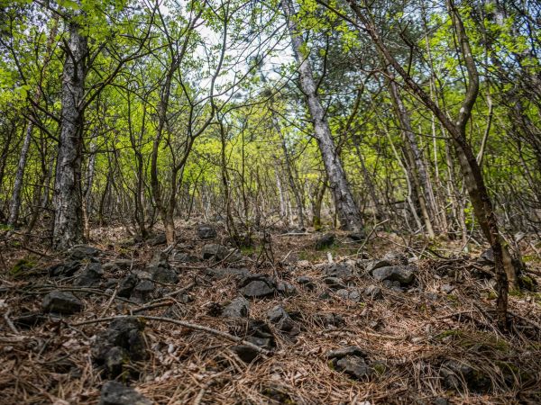 Významné lesnícke miesto Periská 