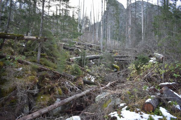 Bezz&aacute;sahov&yacute; režim, tvrdo&scaron;ijne presadzovan&yacute; na čoraz v&auml;č&scaron;&iacute;ch v&yacute;mer&aacute;ch počas p&ocirc;sobenia ministra Budaja 