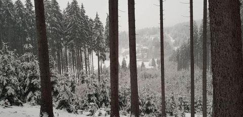 Foto rúbaňového smrekového lesa, ktorý okomentoval vo svojom aktuálnom statuse na sociálnej sieti R. Gombárik 